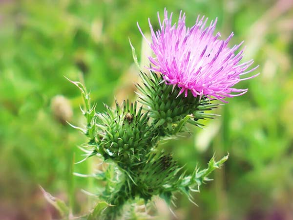 Milk thistle for weight loss